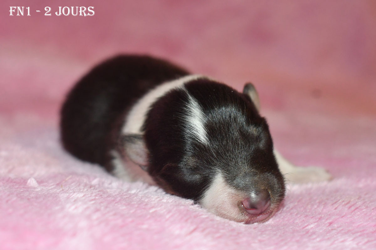 Chiot Shetland Sheepdog de la source du Montet