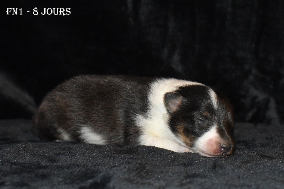de la source du Montet - Chiots disponibles - Shetland Sheepdog
