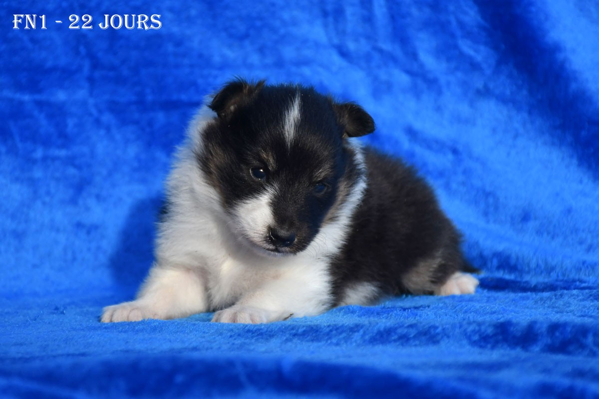 de la source du Montet - Chiots disponibles - Shetland Sheepdog