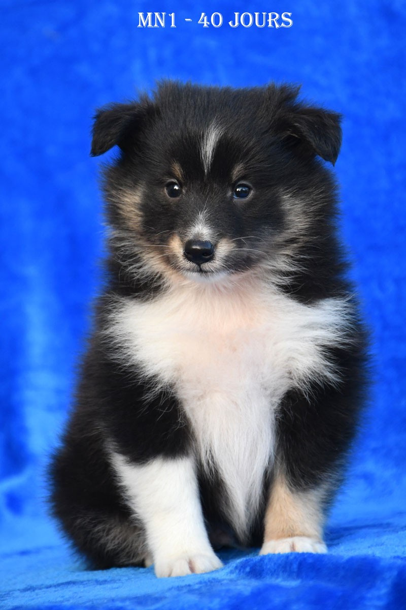 de la source du Montet - Chiots disponibles - Shetland Sheepdog