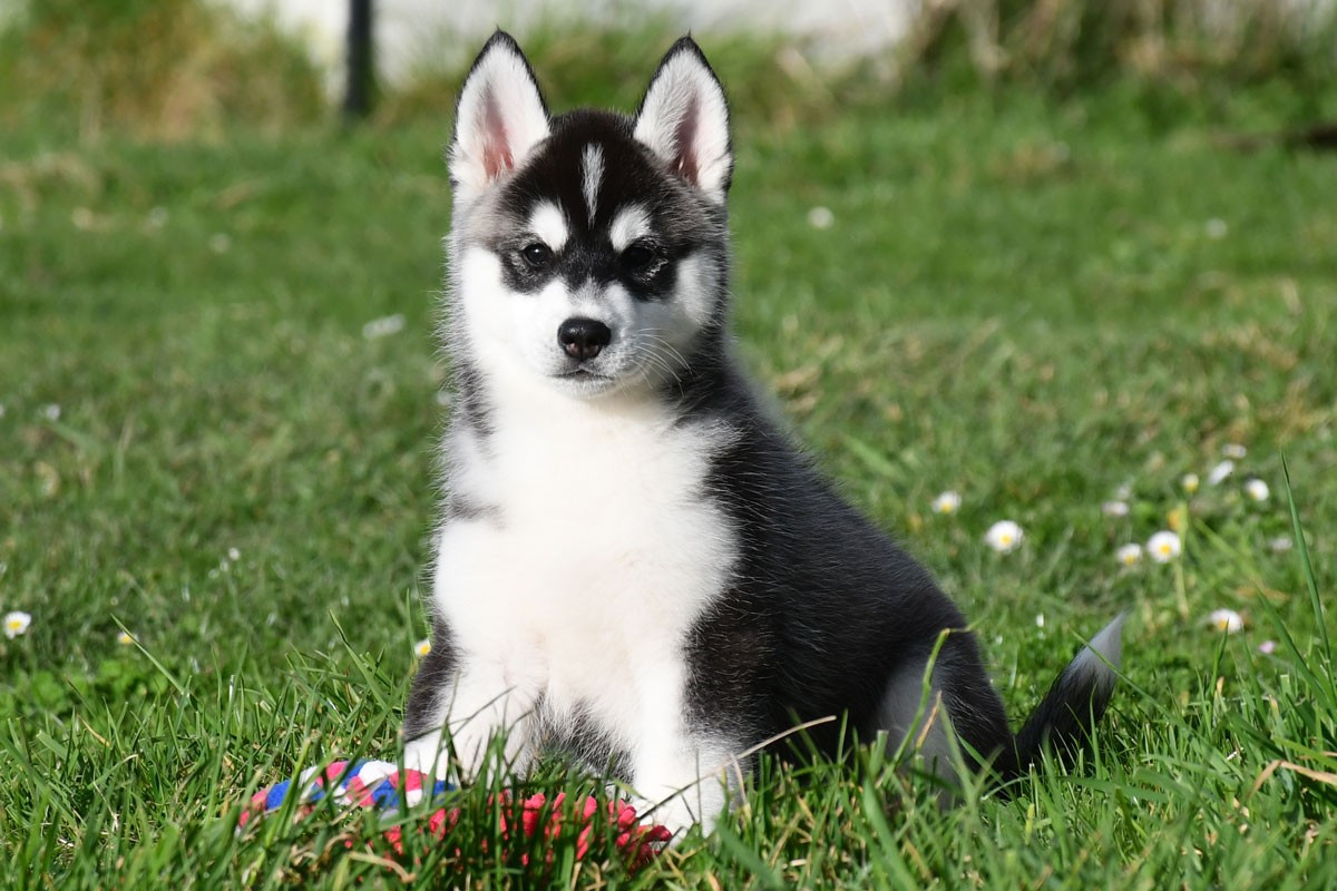 de la source du Montet - Chiots disponibles - Siberian Husky