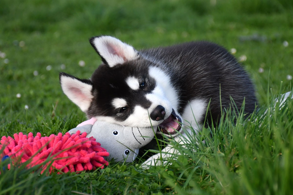 de la source du Montet - Chiots disponibles - Siberian Husky