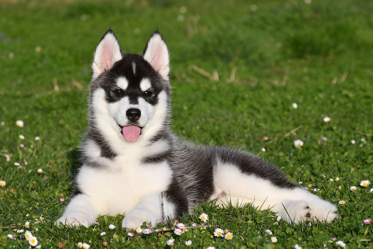 de la source du Montet - Chiots disponibles - Siberian Husky