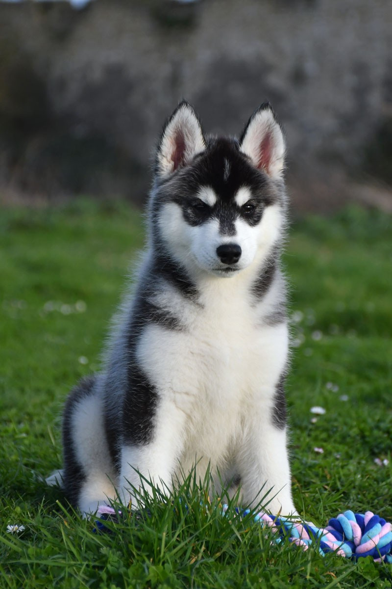 de la source du Montet - Chiots disponibles - Siberian Husky