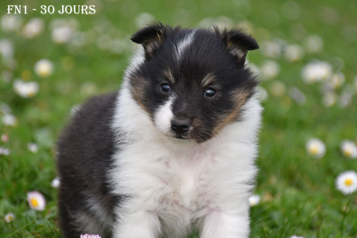 de la source du Montet - Chiots disponibles - Shetland Sheepdog
