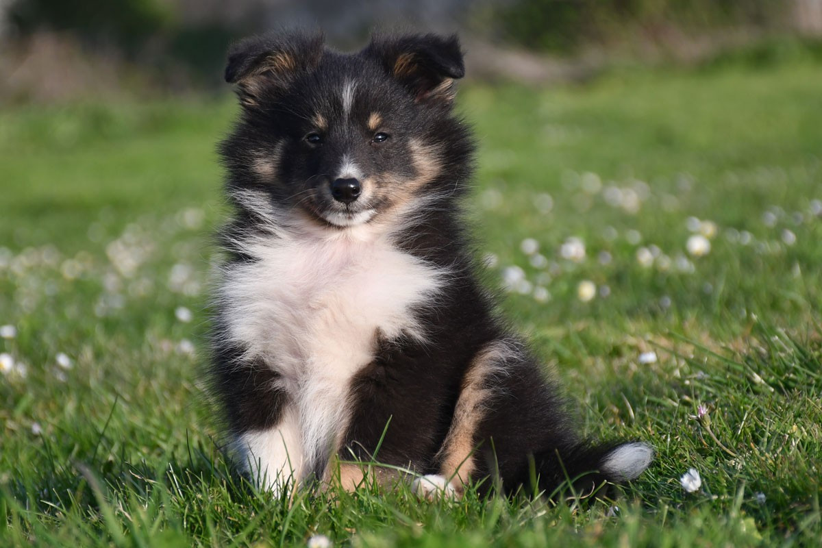 de la source du Montet - Chiots disponibles - Shetland Sheepdog