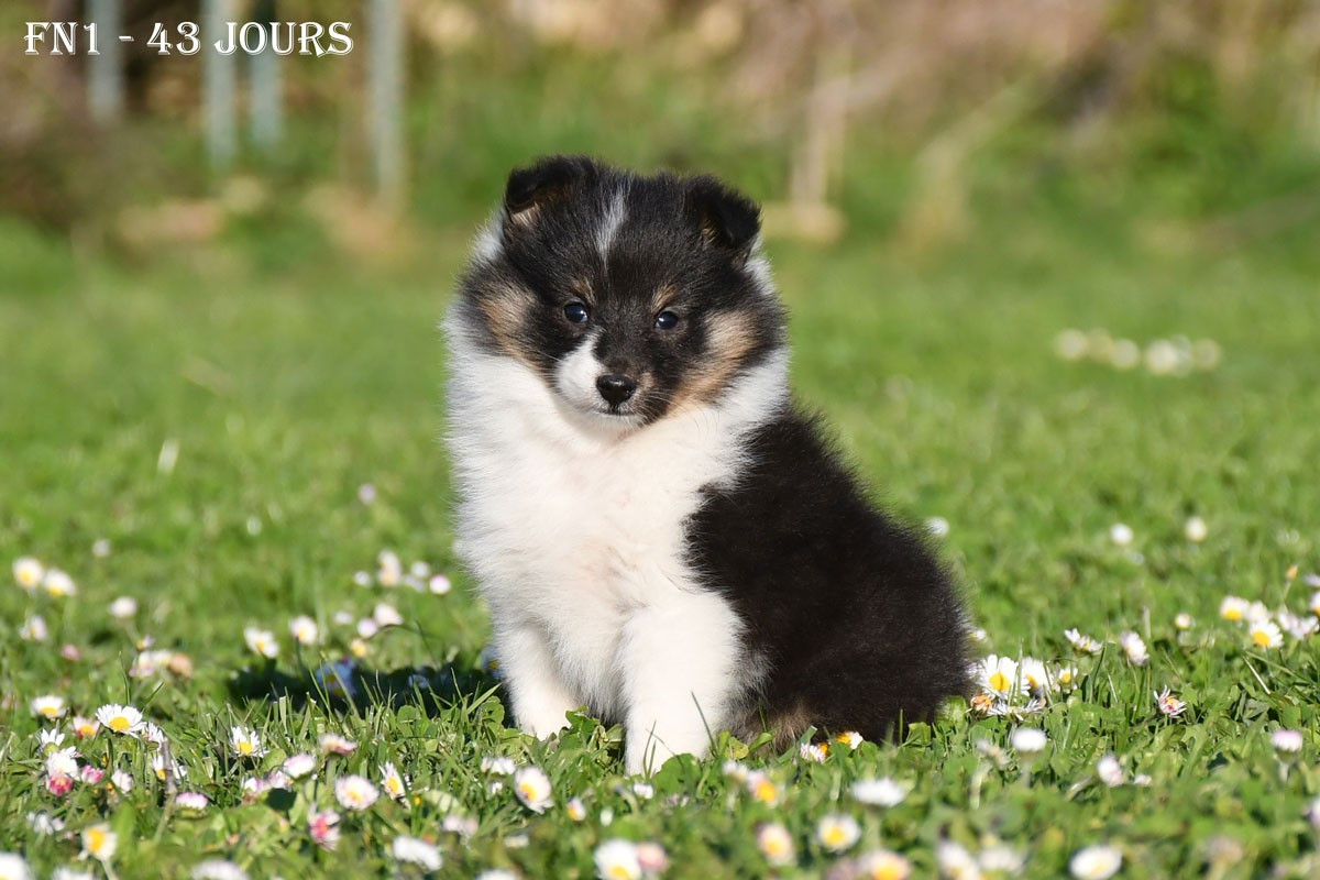 de la source du Montet - Chiots disponibles - Shetland Sheepdog