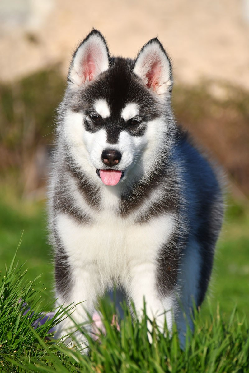 de la source du Montet - Chiots disponibles - Siberian Husky