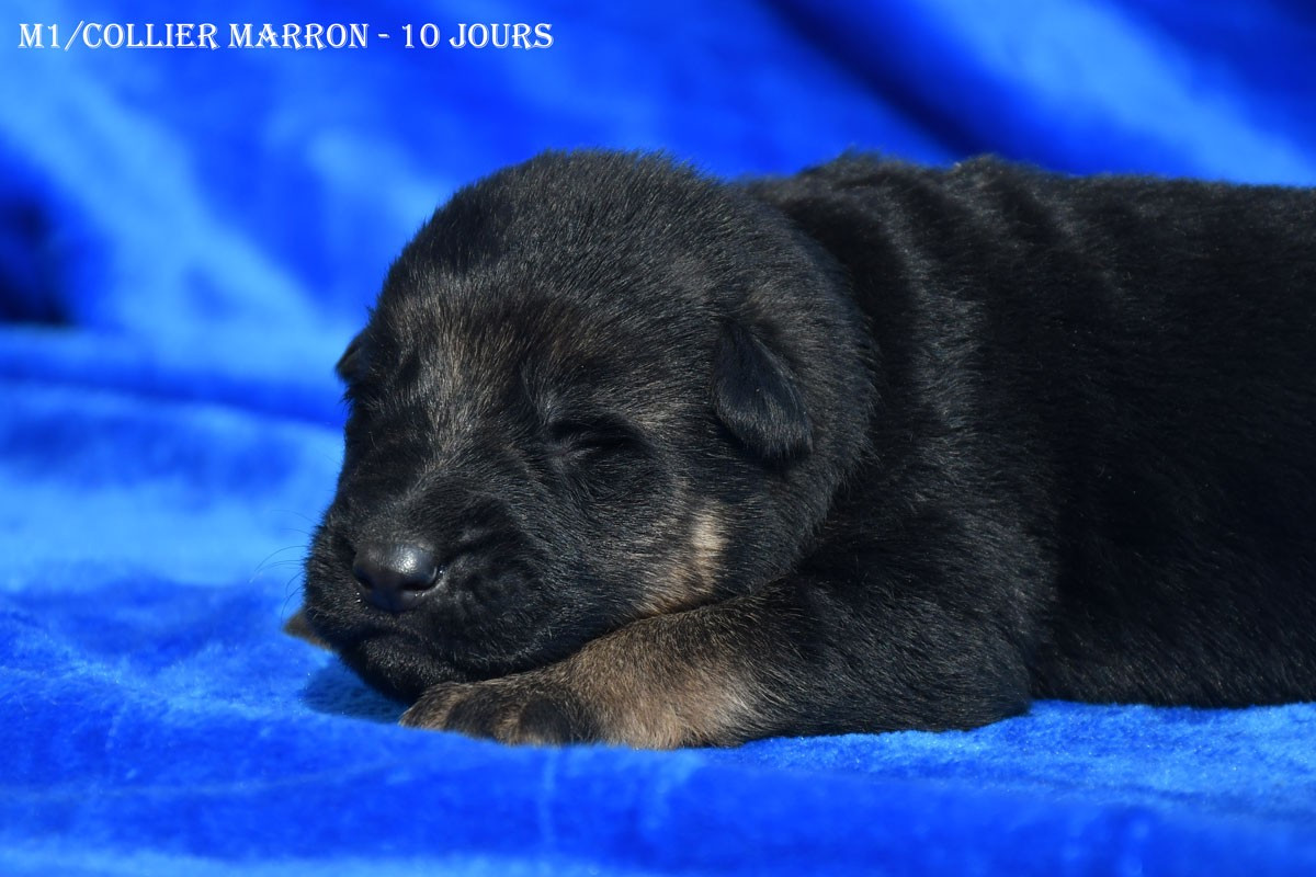 de la source du Montet - Chiots disponibles - Berger Allemand