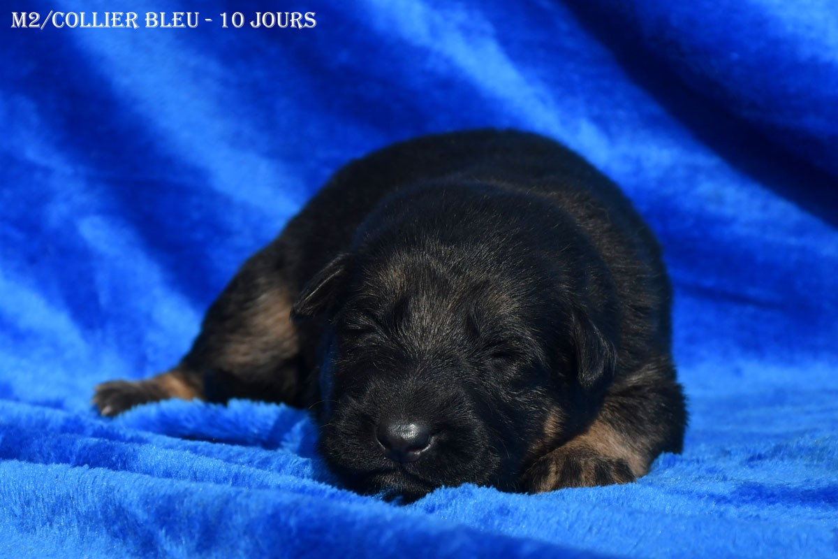 de la source du Montet - Chiots disponibles - Berger Allemand