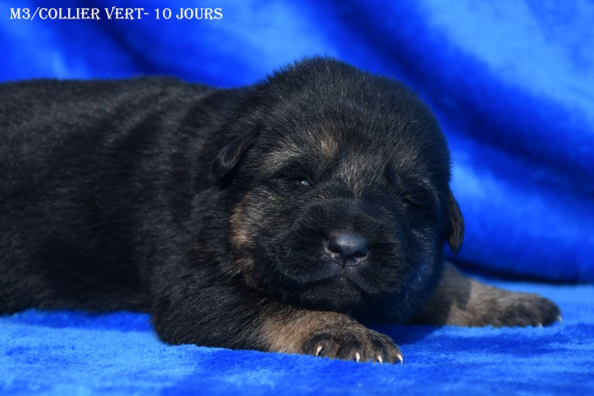 de la source du Montet - Chiots disponibles - Berger Allemand