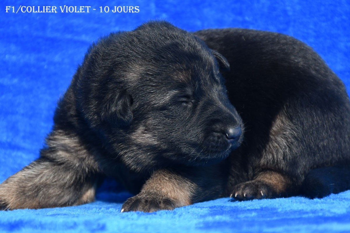 de la source du Montet - Chiots disponibles - Berger Allemand