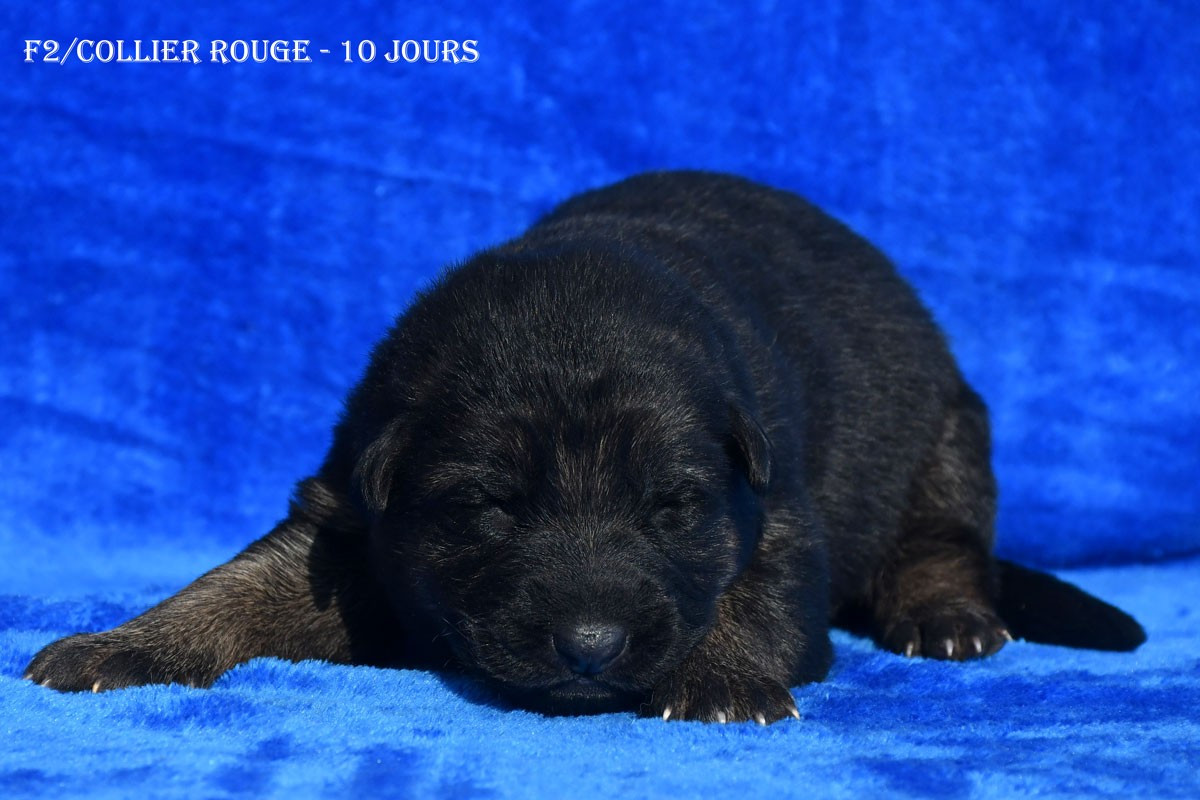 de la source du Montet - Chiots disponibles - Berger Allemand