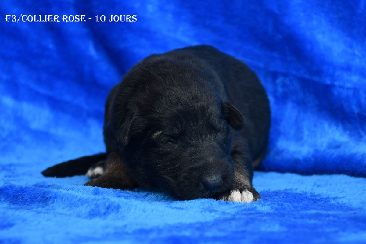 de la source du Montet - Chiots disponibles - Berger Allemand