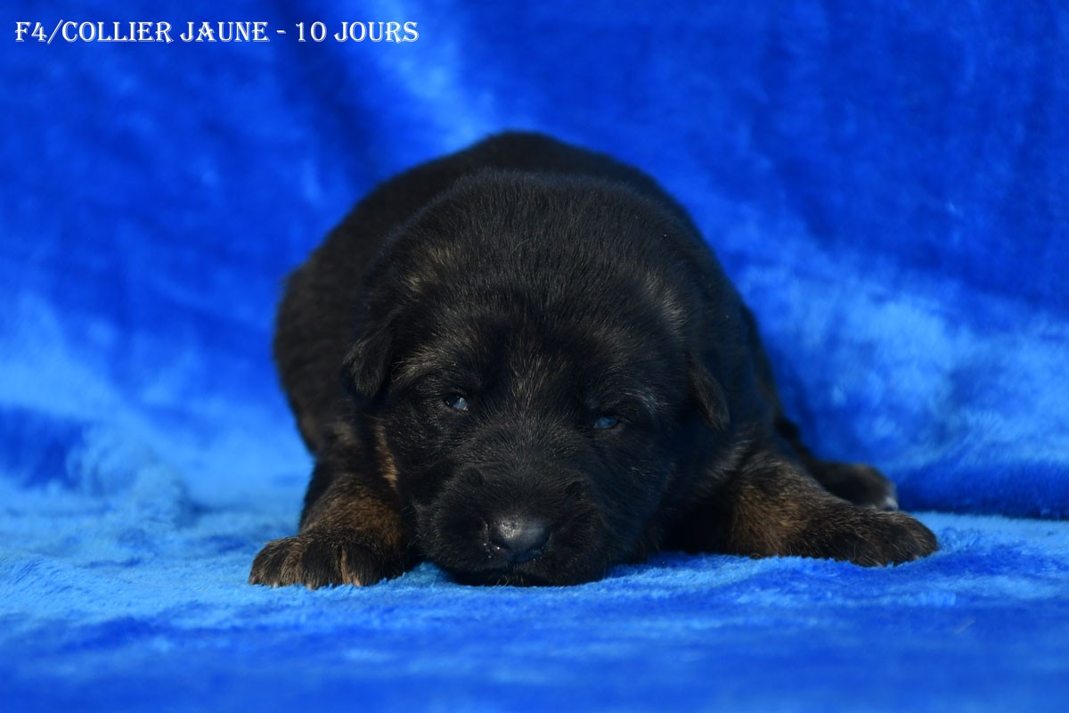 de la source du Montet - Chiots disponibles - Berger Allemand