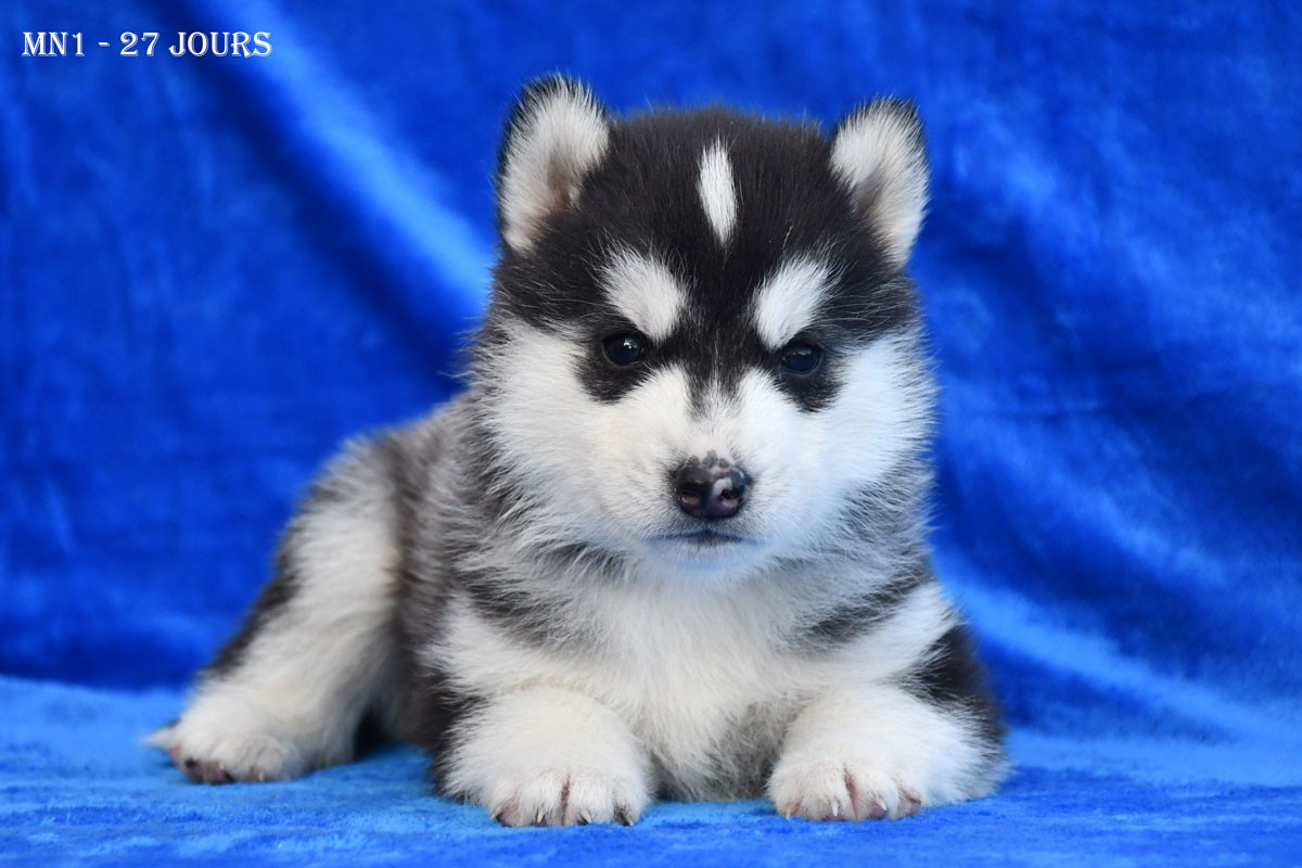 de la source du Montet - Chiots disponibles - Siberian Husky