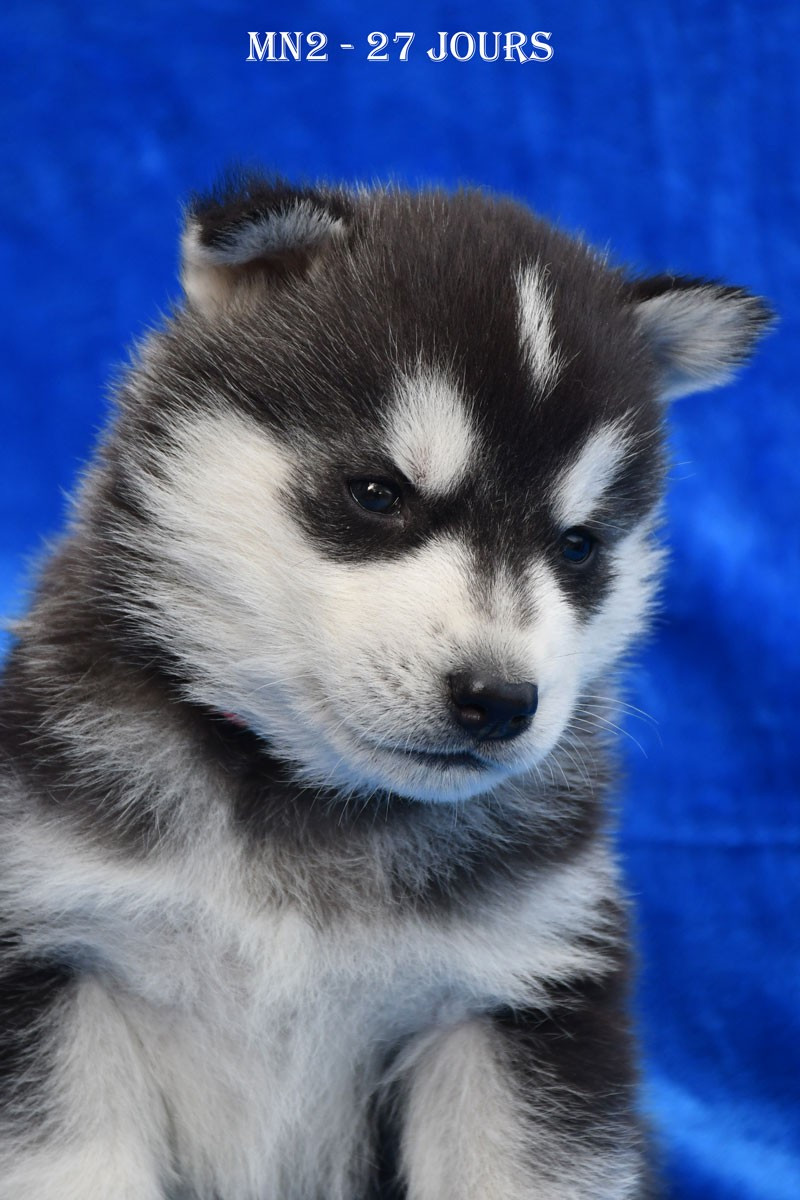 de la source du Montet - Chiots disponibles - Siberian Husky