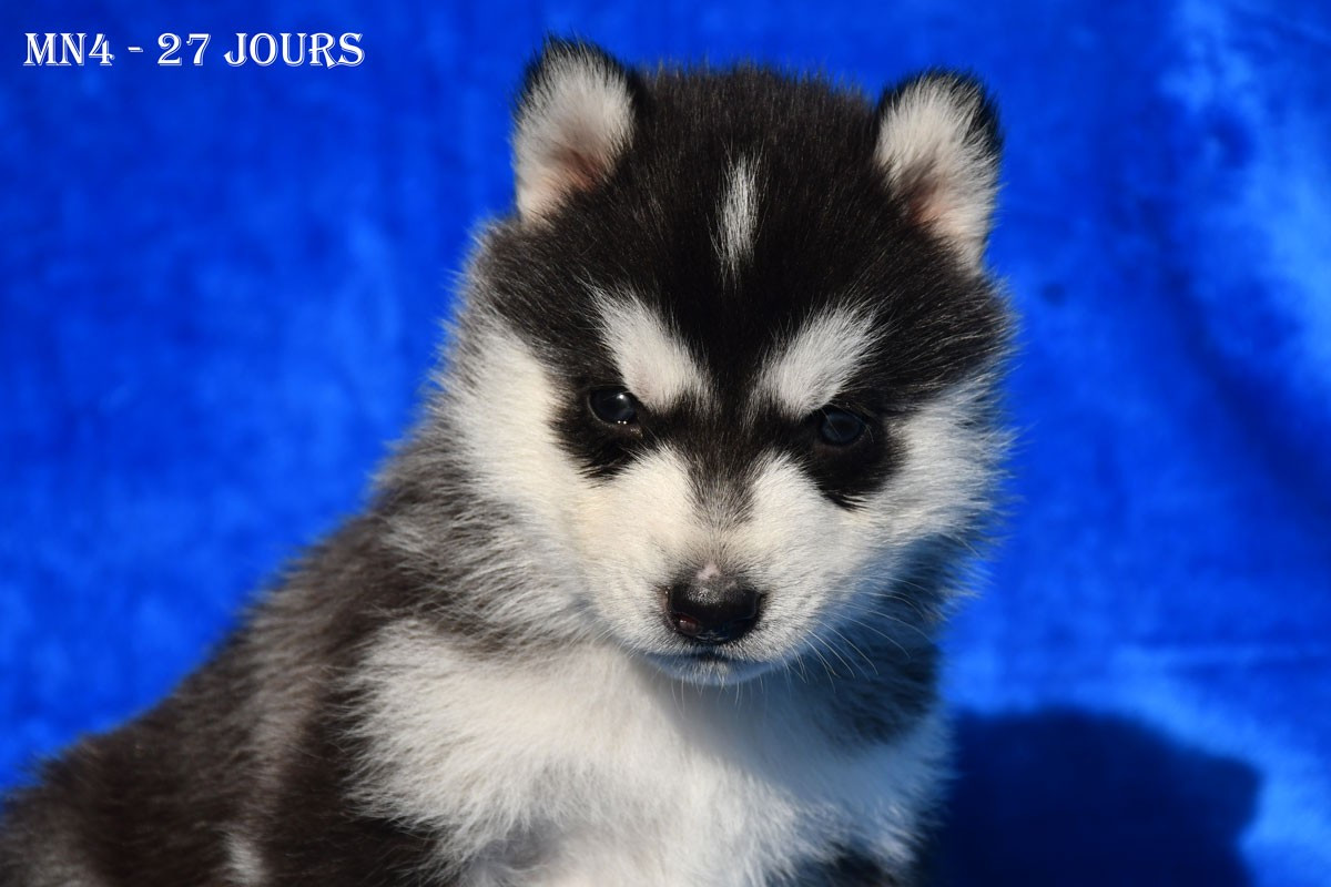 de la source du Montet - Chiots disponibles - Siberian Husky