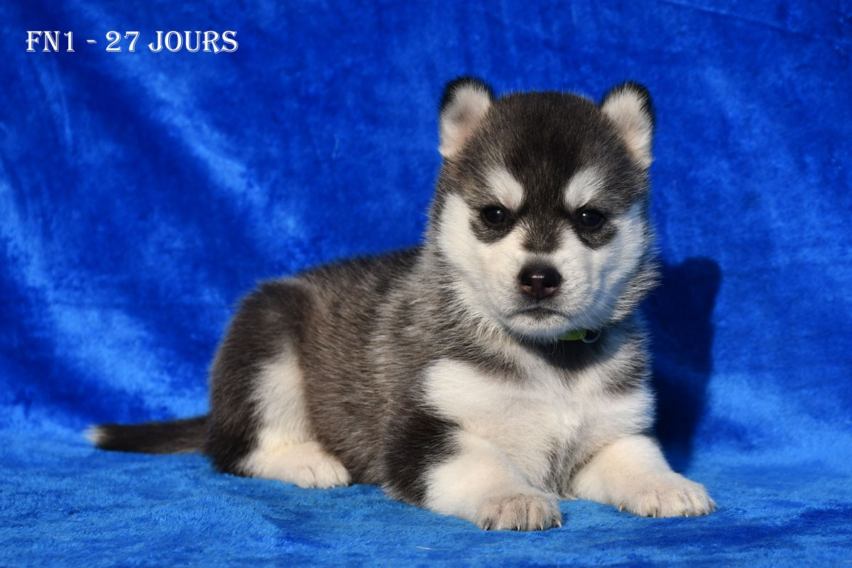 de la source du Montet - Chiots disponibles - Siberian Husky