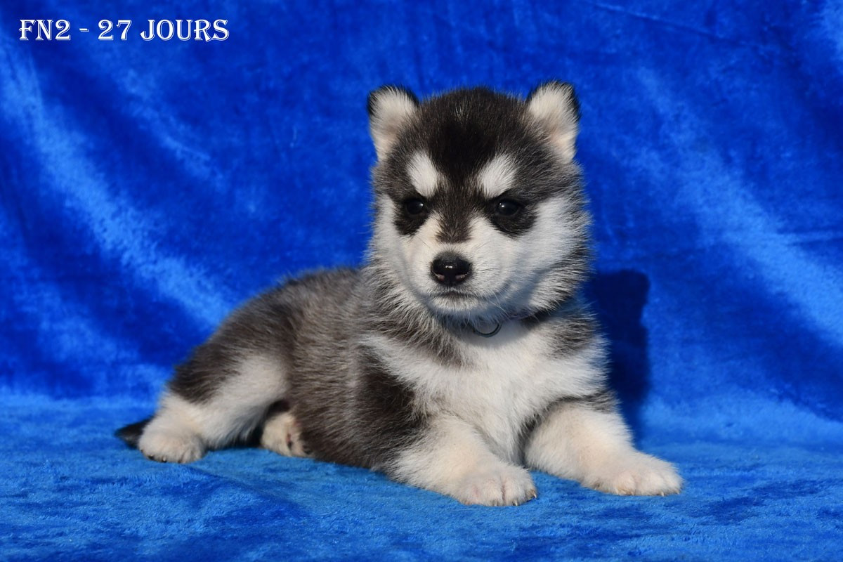 de la source du Montet - Chiots disponibles - Siberian Husky