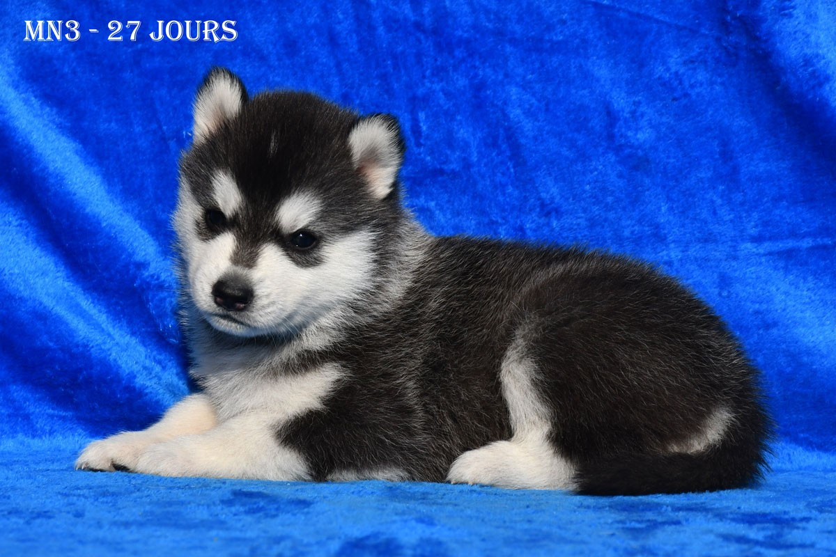 Chiot Siberian Husky de la source du Montet
