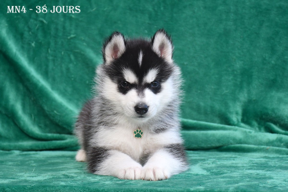 de la source du Montet - Chiots disponibles - Siberian Husky