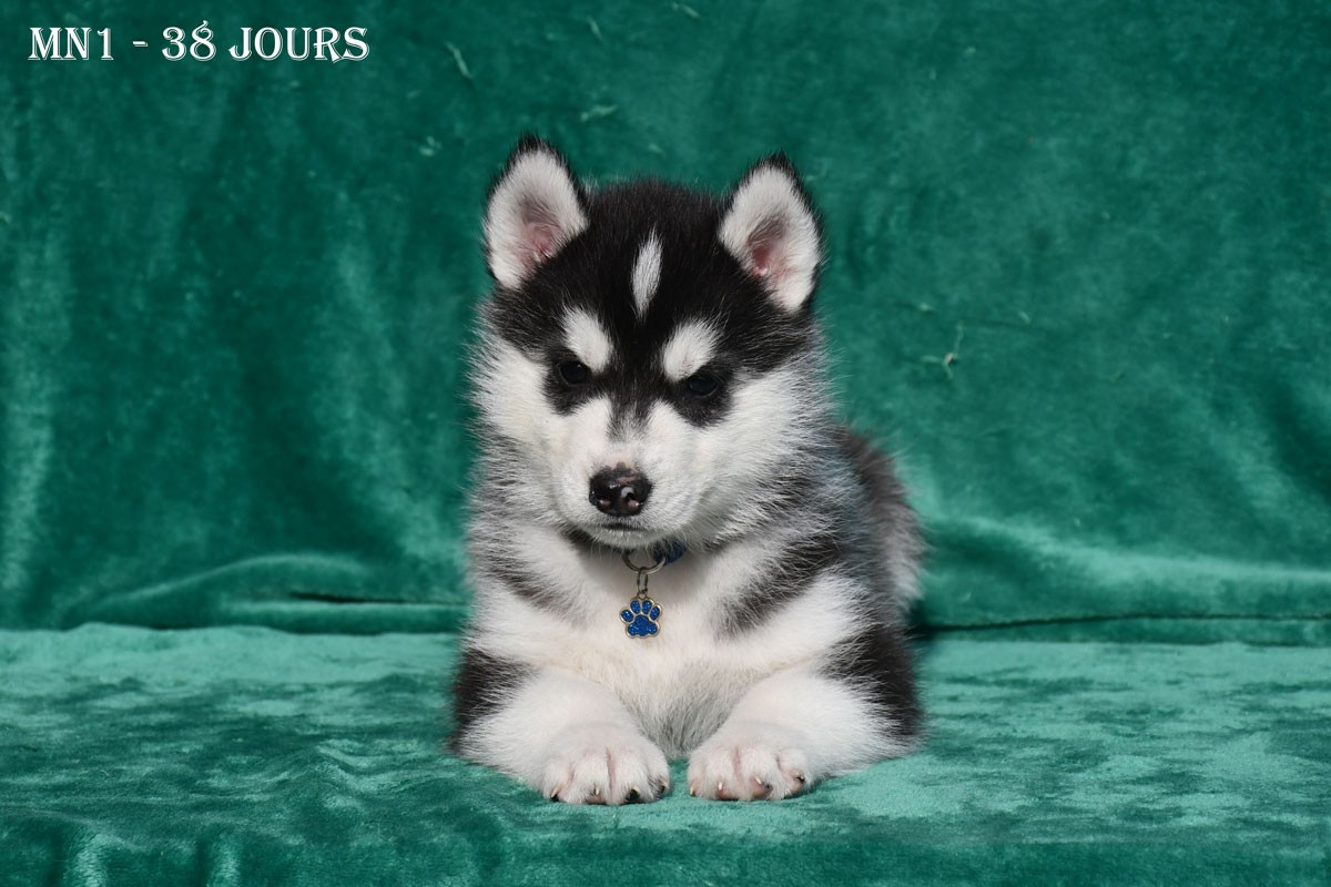 de la source du Montet - Chiots disponibles - Siberian Husky