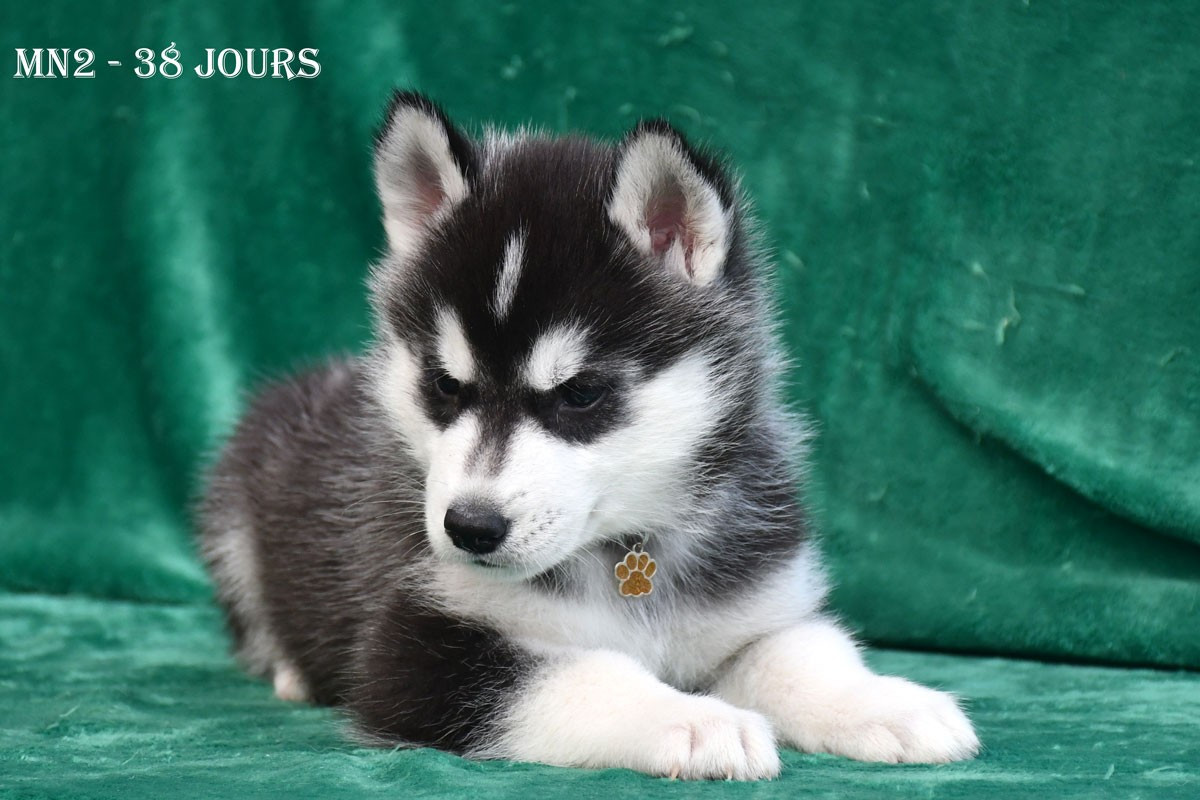 de la source du Montet - Chiots disponibles - Siberian Husky