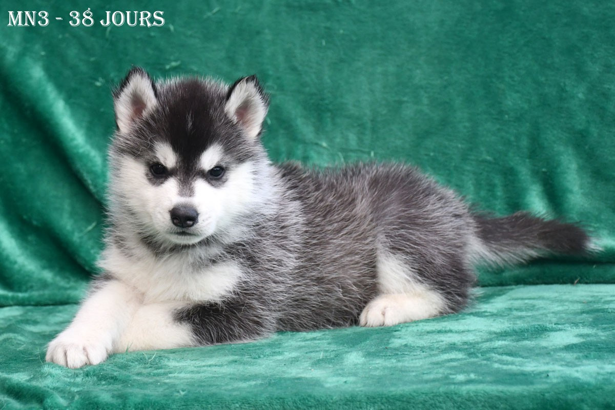 de la source du Montet - Chiots disponibles - Siberian Husky
