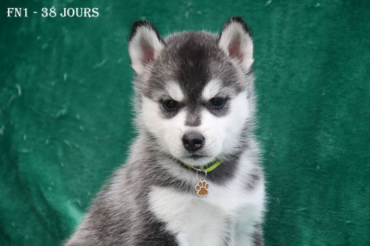 de la source du Montet - Chiots disponibles - Siberian Husky