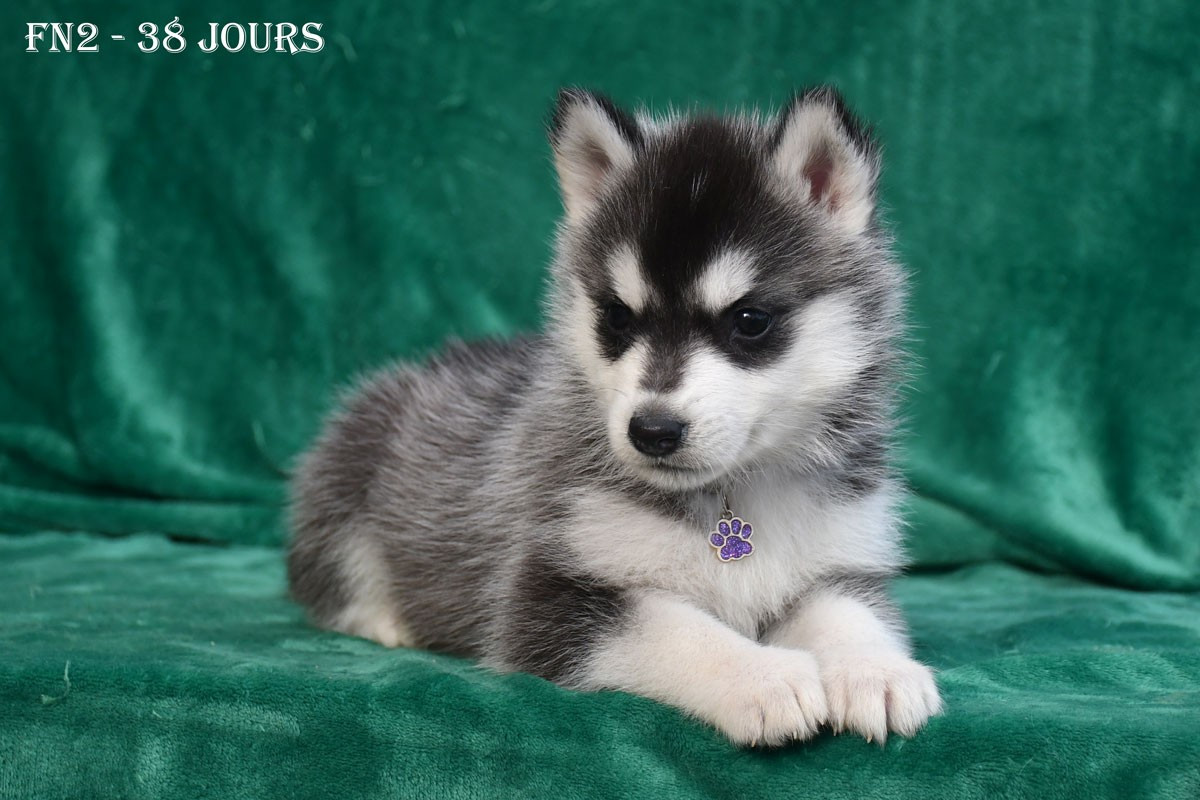 de la source du Montet - Chiots disponibles - Siberian Husky