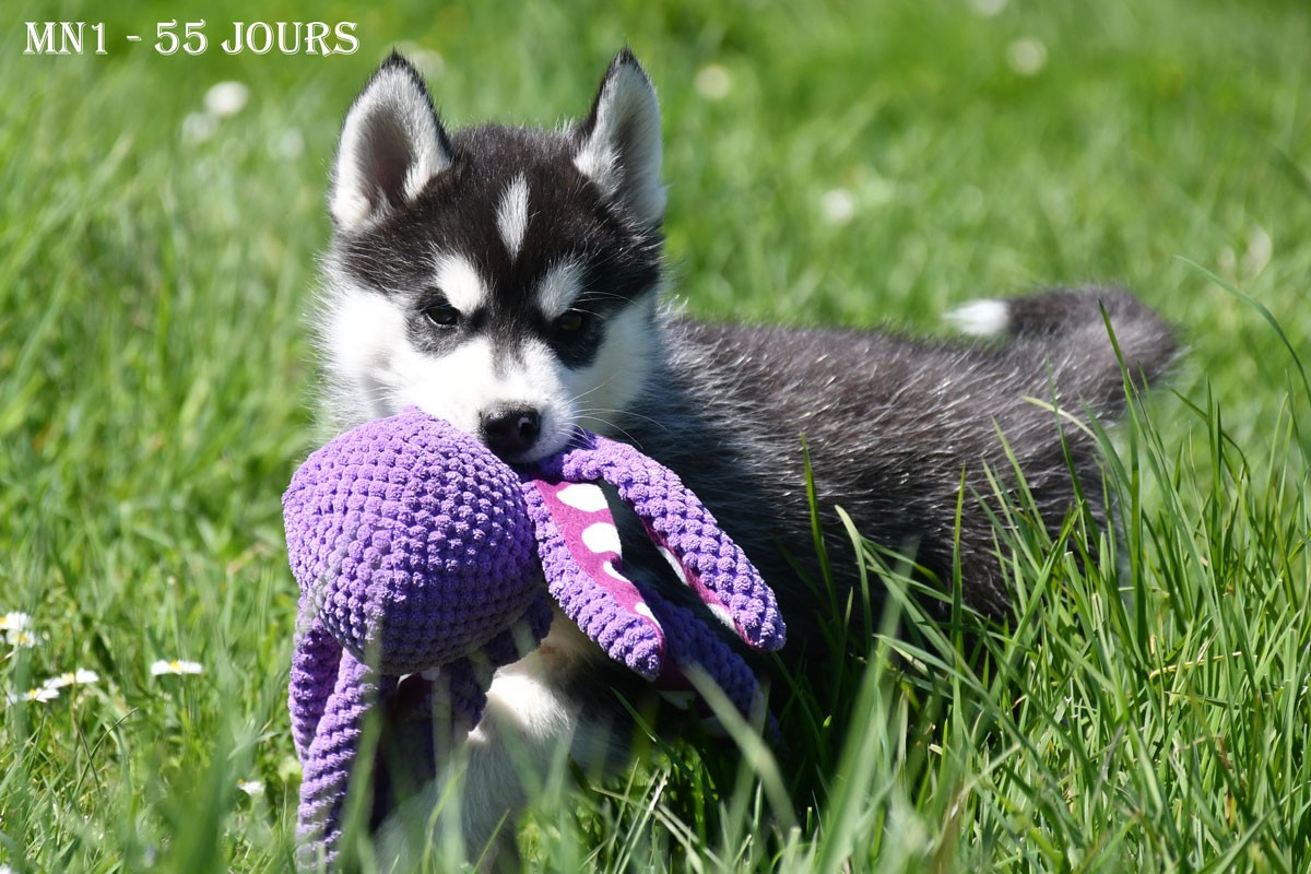 de la source du Montet - Chiots disponibles - Siberian Husky