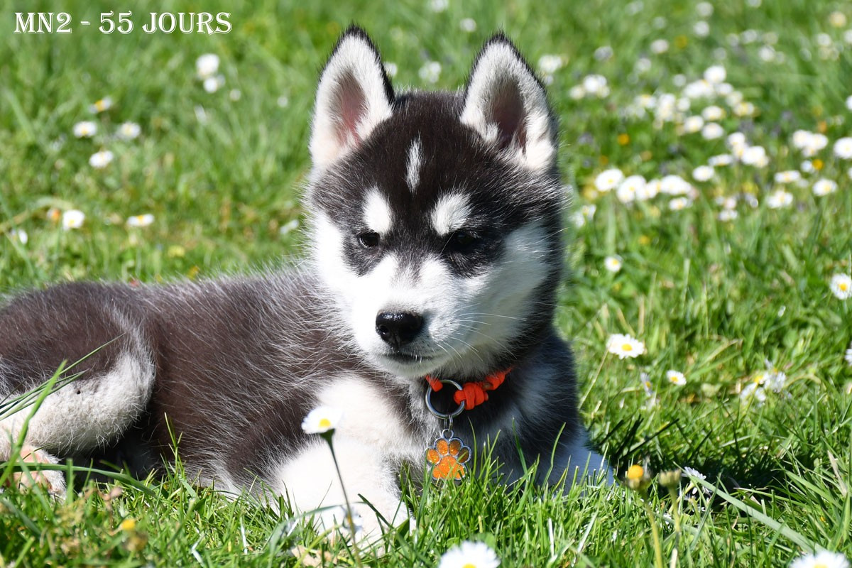 de la source du Montet - Chiots disponibles - Siberian Husky