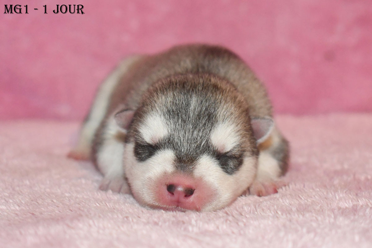 de la source du Montet - Chiots disponibles - Siberian Husky