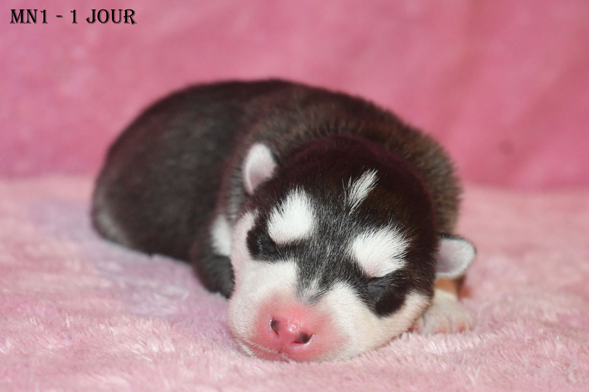 de la source du Montet - Chiots disponibles - Siberian Husky