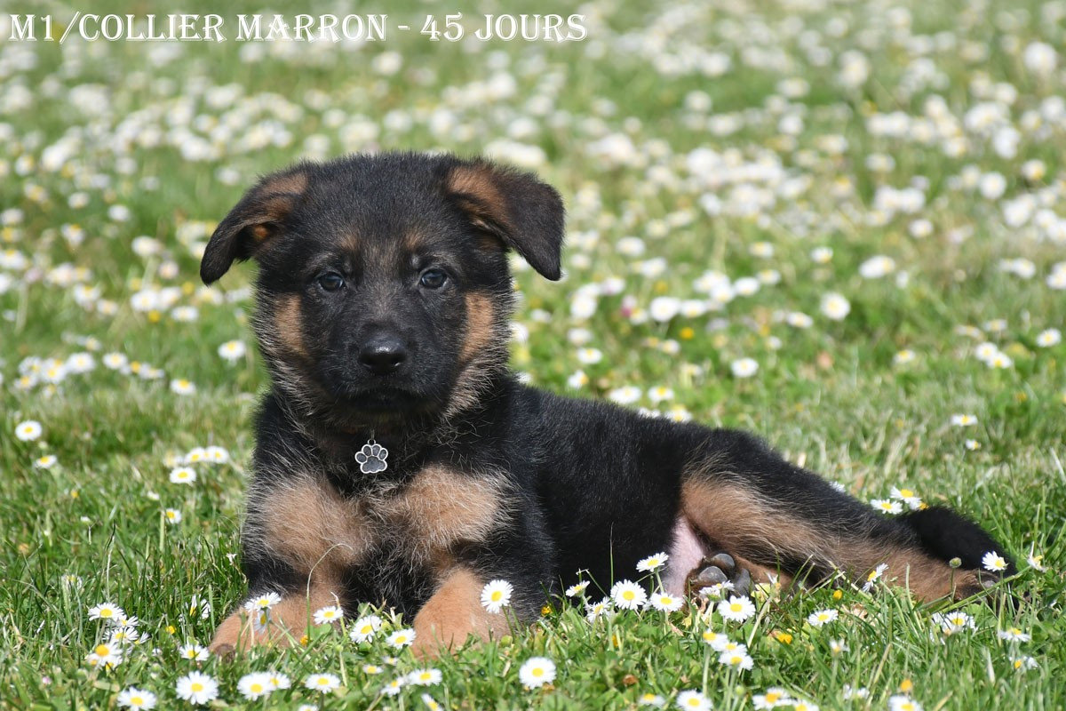 de la source du Montet - Chiots disponibles - Berger Allemand