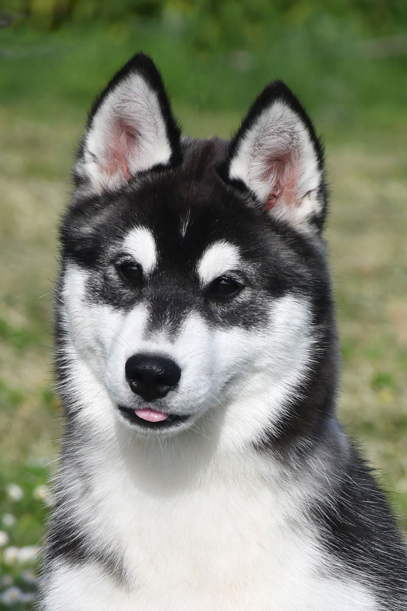 de la source du Montet - Chiots disponibles - Siberian Husky