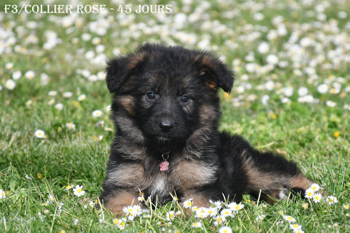 de la source du Montet - Chiots disponibles - Berger Allemand