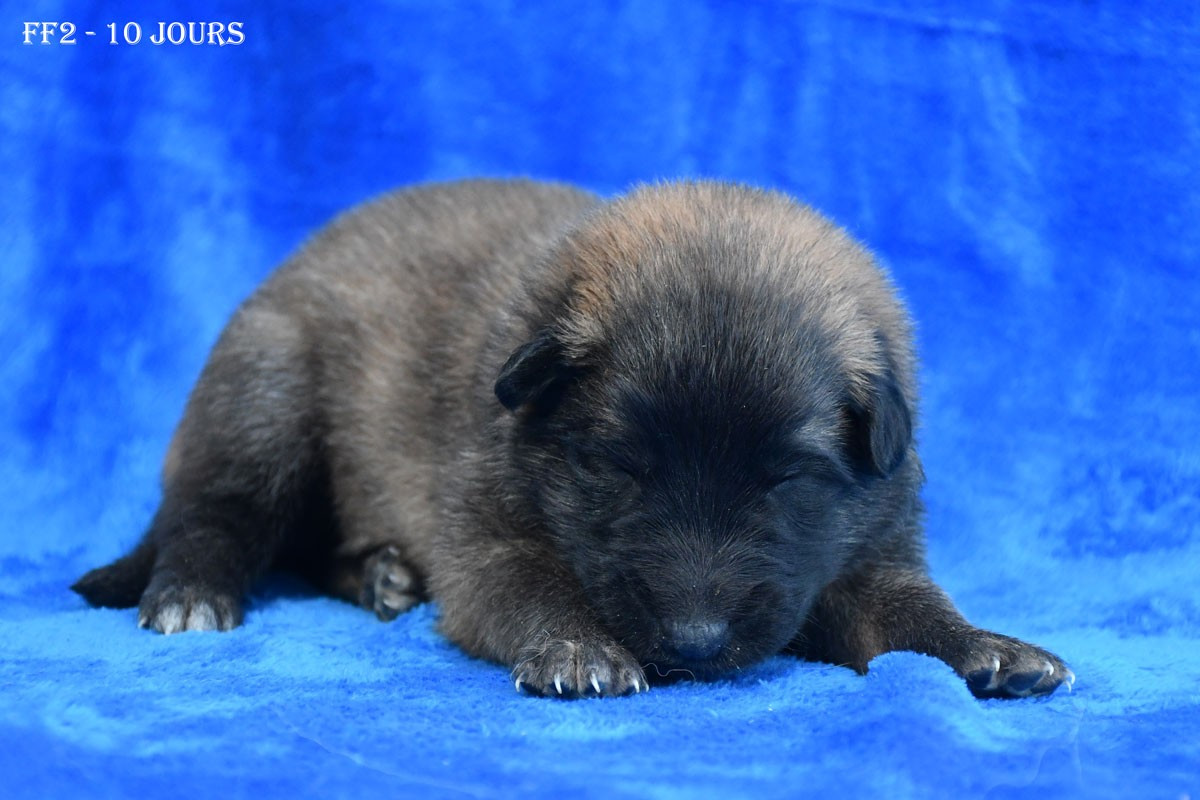 de la source du Montet - Chiots disponibles - Berger Belge
