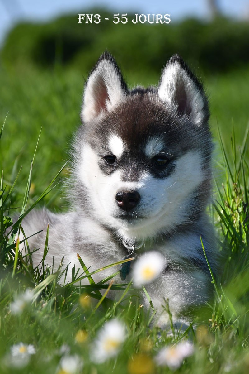 de la source du Montet - Chiots disponibles - Siberian Husky