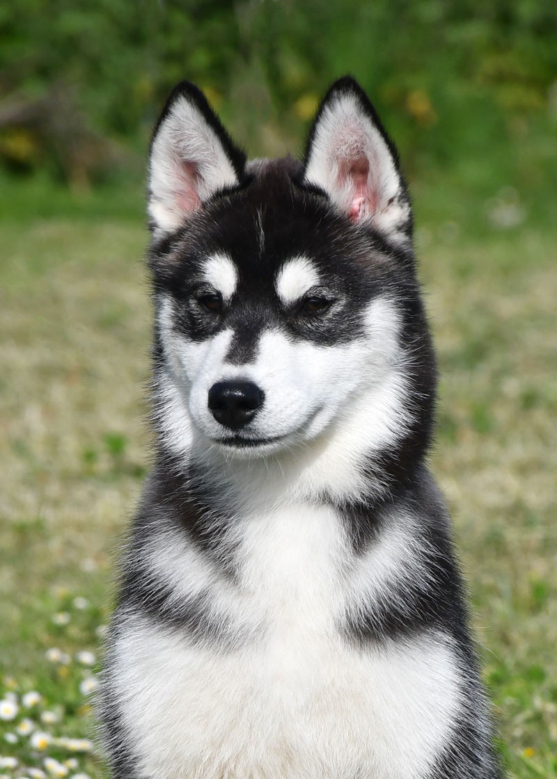 de la source du Montet - Chiots disponibles - Siberian Husky