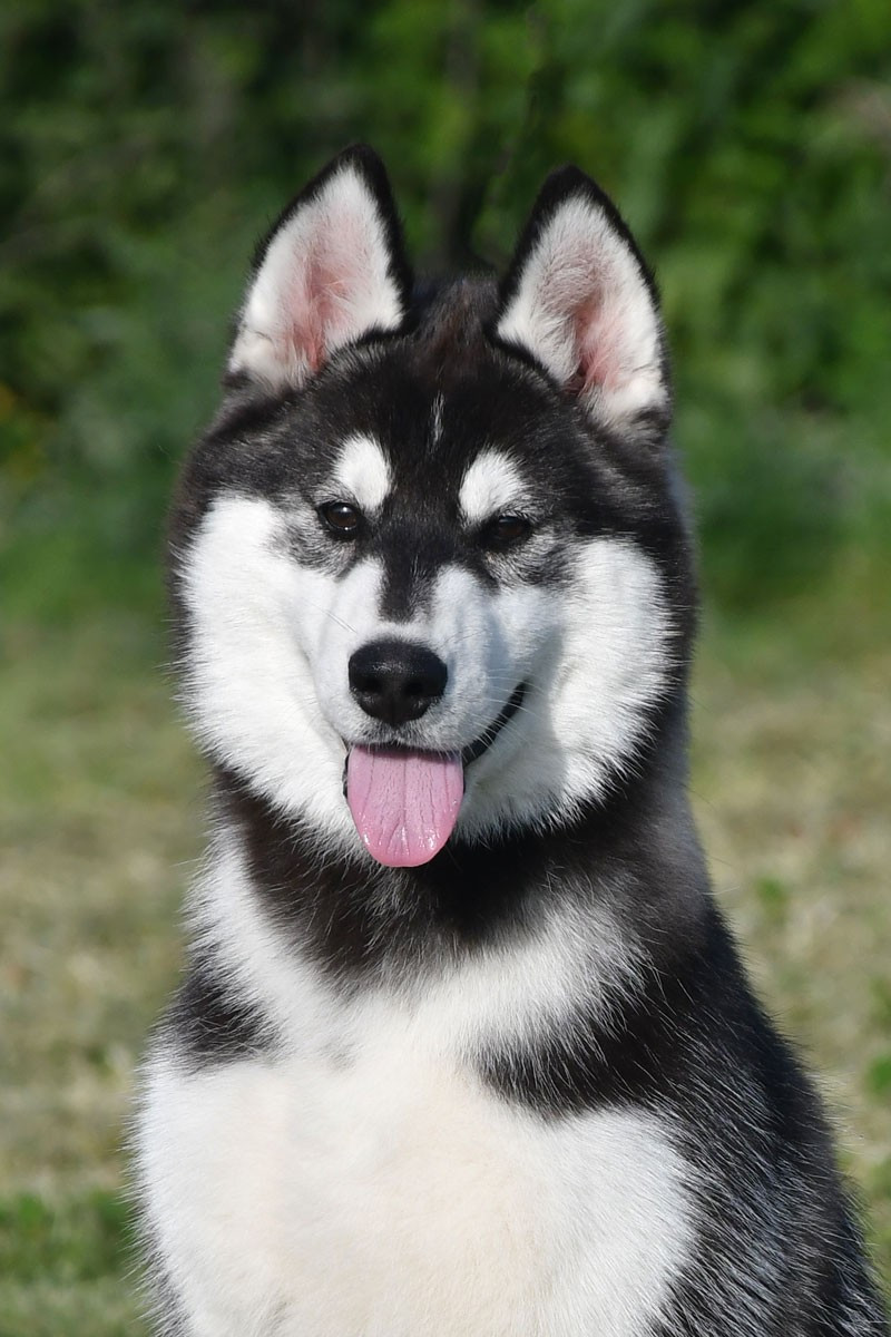 de la source du Montet - Chiots disponibles - Siberian Husky