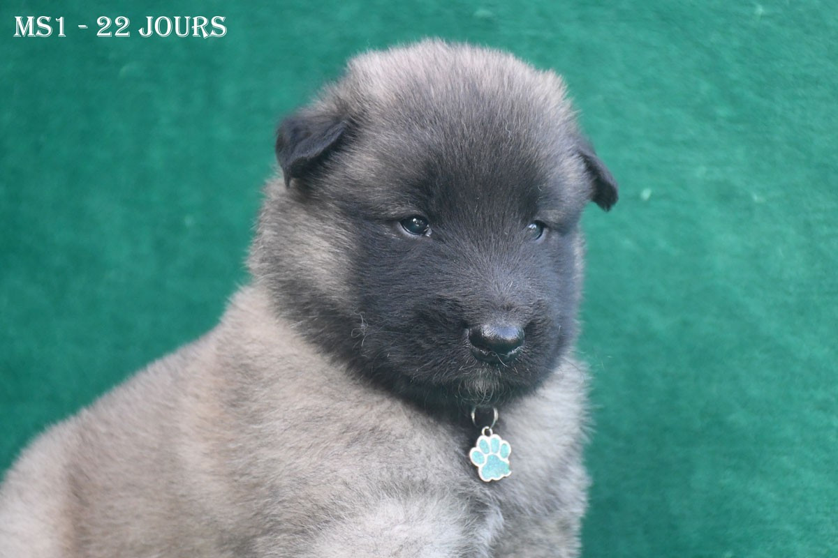 de la source du Montet - Chiots disponibles - Berger Belge