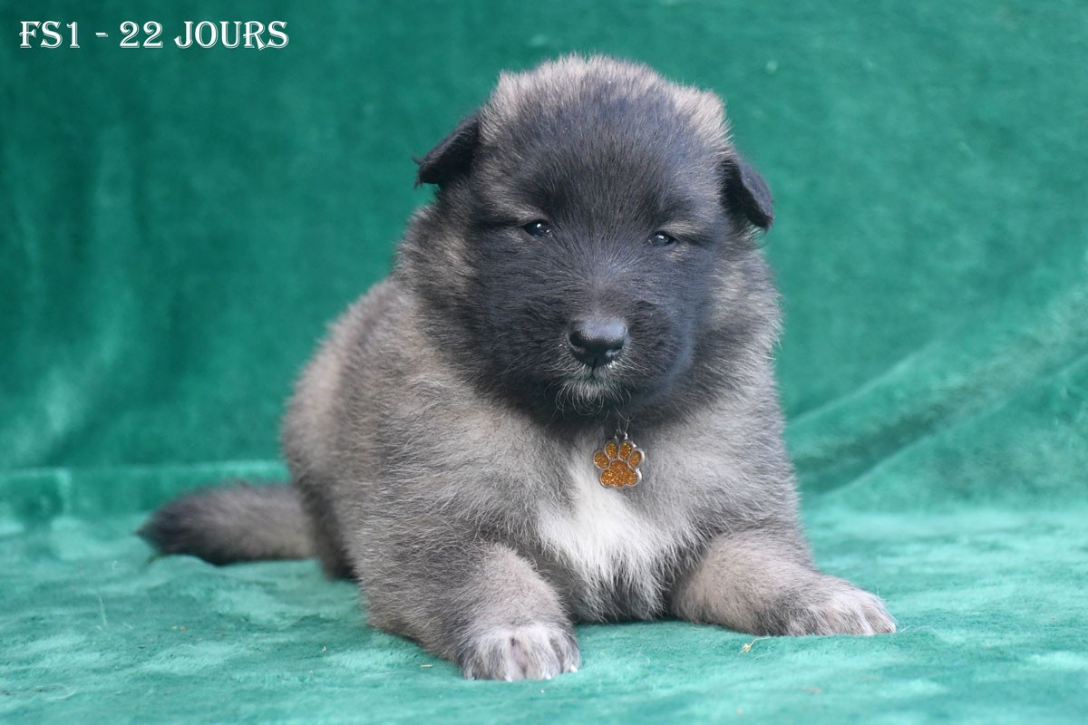 de la source du Montet - Chiots disponibles - Berger Belge
