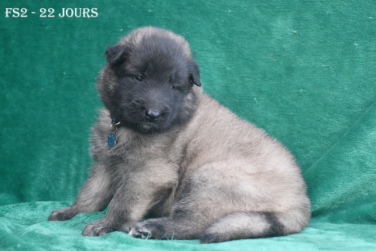 de la source du Montet - Chiots disponibles - Berger Belge