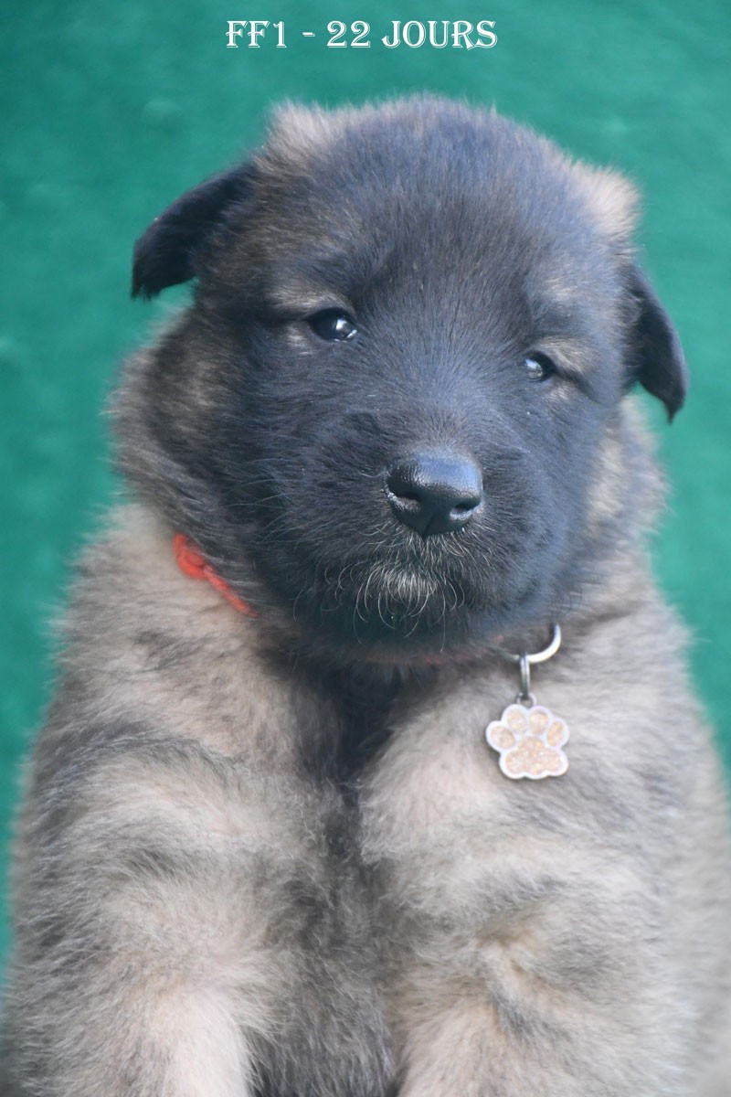 de la source du Montet - Chiots disponibles - Berger Belge
