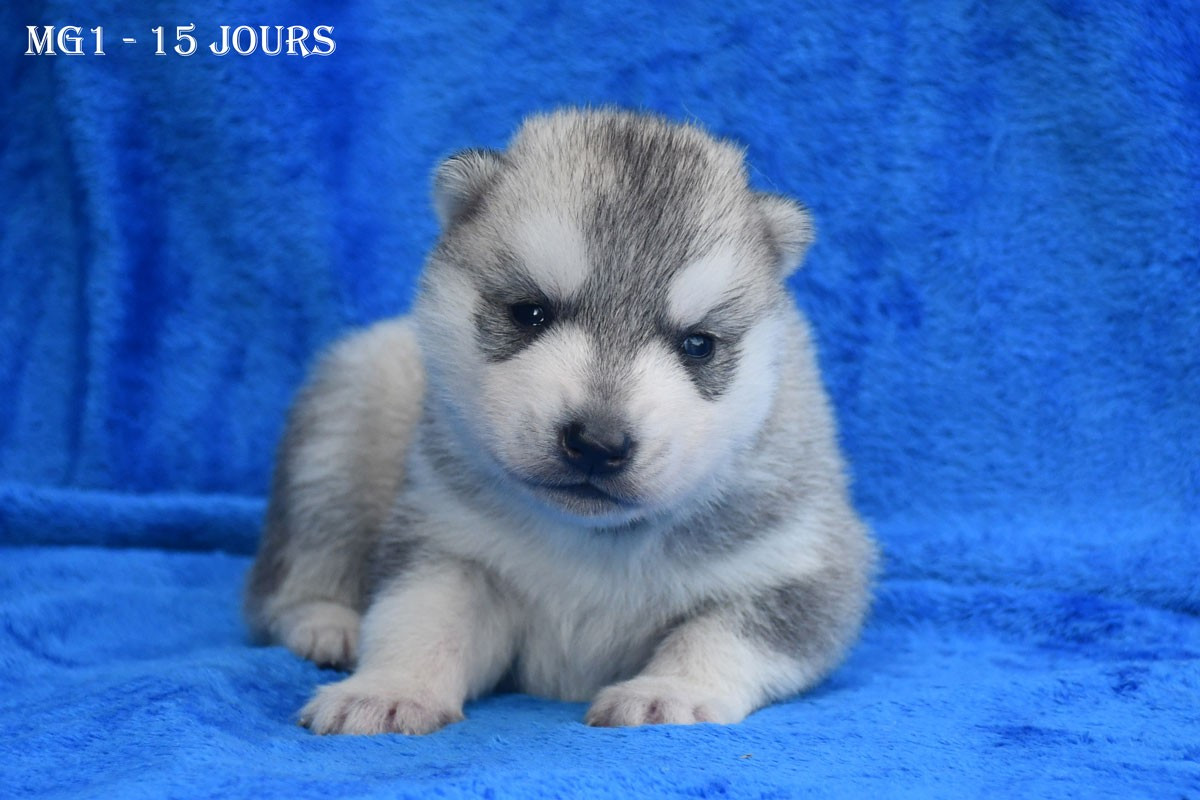 de la source du Montet - Chiots disponibles - Siberian Husky
