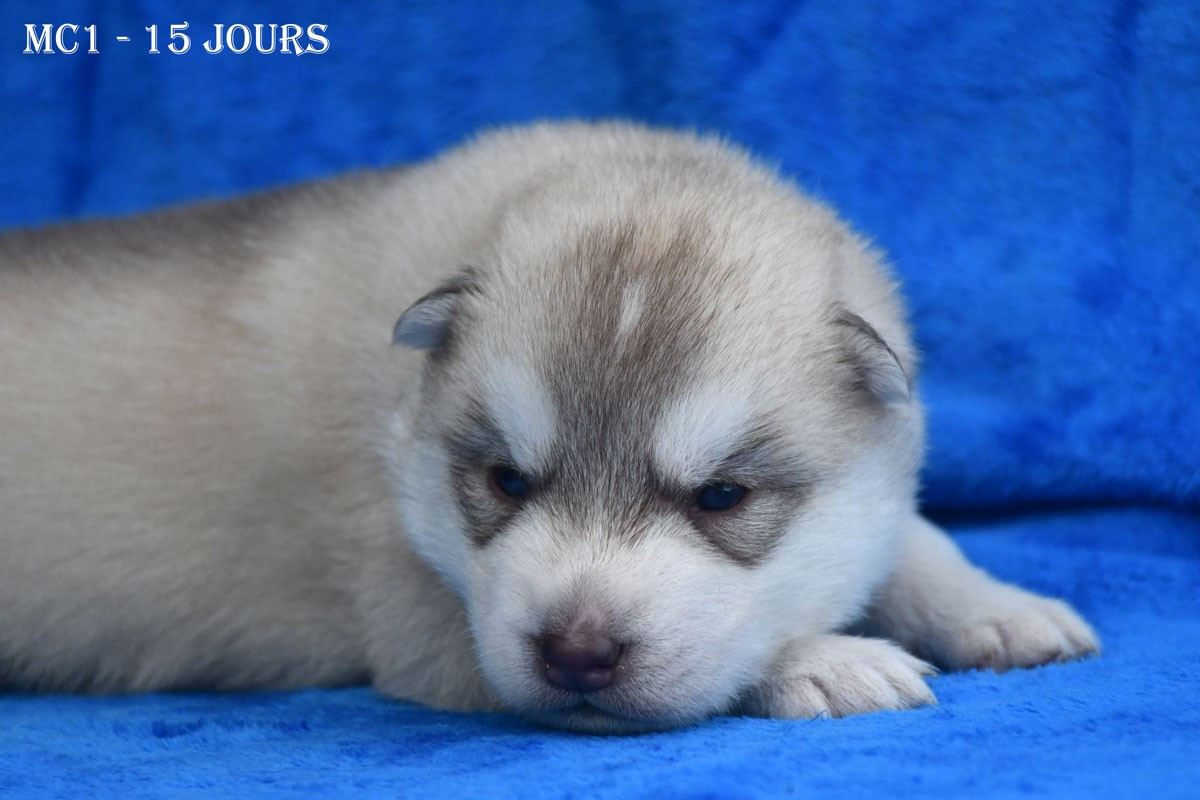 de la source du Montet - Chiots disponibles - Siberian Husky