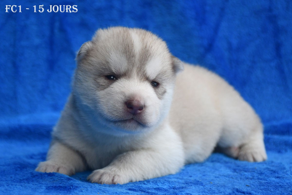 de la source du Montet - Chiots disponibles - Siberian Husky