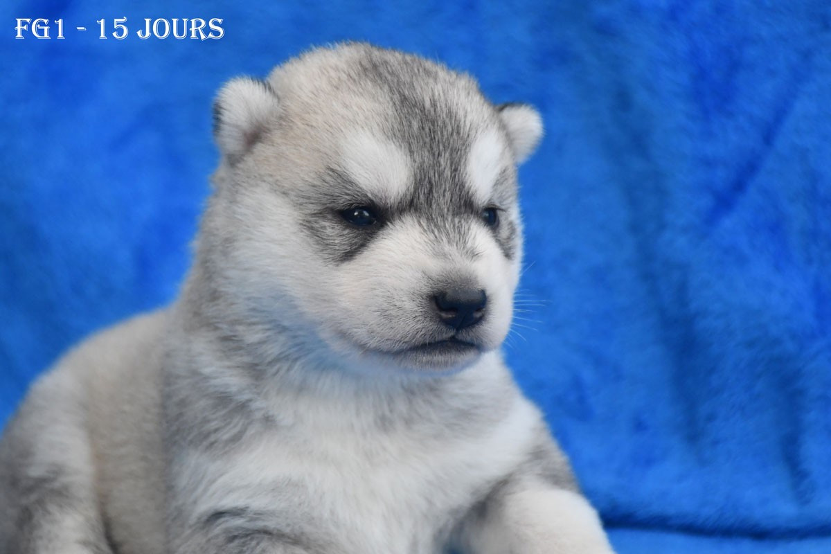 de la source du Montet - Chiots disponibles - Siberian Husky